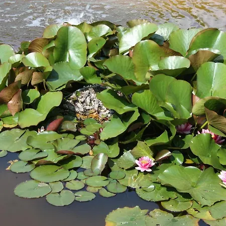 Les Pertuis Rochelais Couette-café