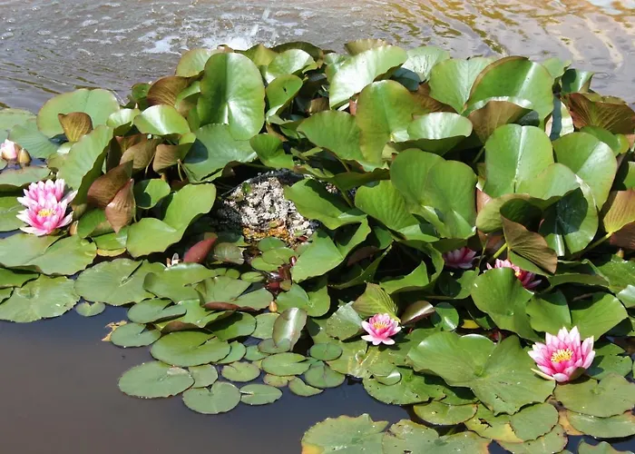 Les Pertuis Rochelais B&B